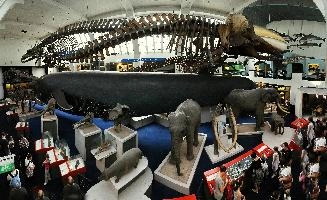 Whale Room.jpg